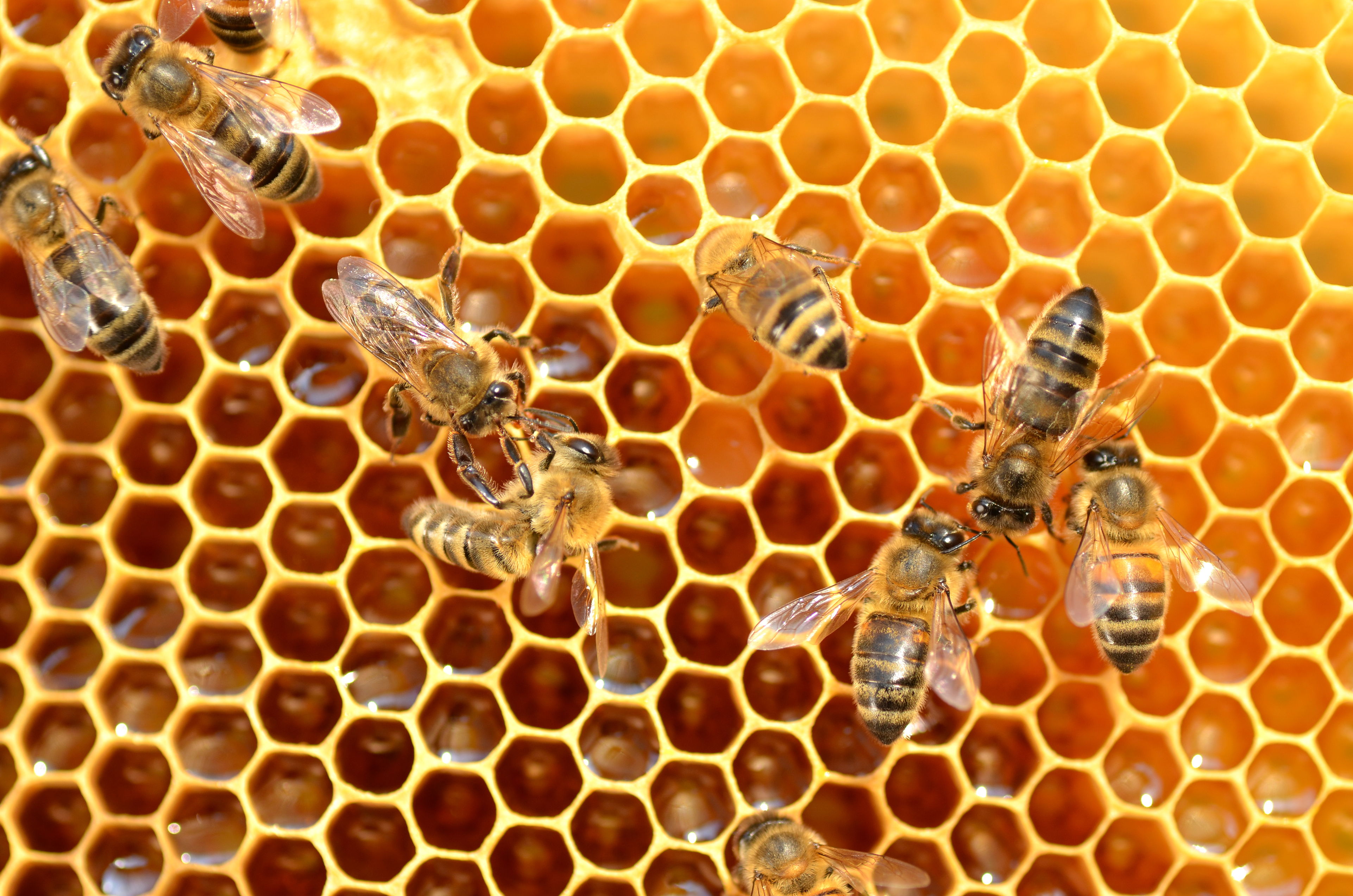 Biernes forunderlige verden